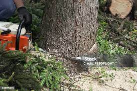 Reliable Broadlands, VA Tree Care Solutions